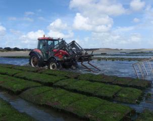 Oyster Fishermen