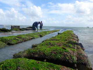 Oyster Fishermen